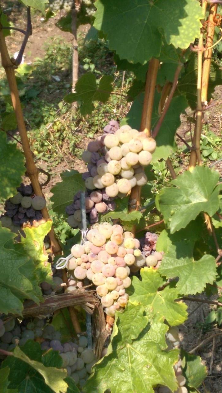 Wein- Und Gaestehaus Genetsch Lieser Kültér fotó
